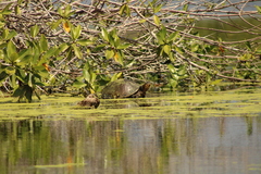 Trachemys grayi grayi