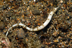 Festucalex kulbickii