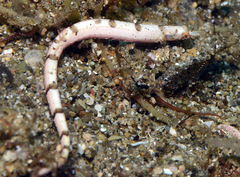 Festucalex kulbickii