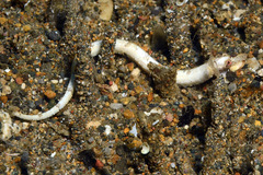 Festucalex kulbickii