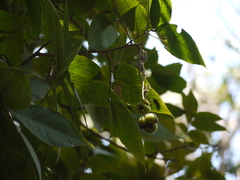 Sapindus trifoliatus