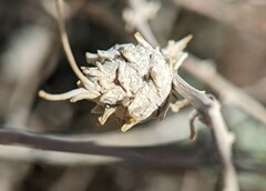 Procecidochares kristineae