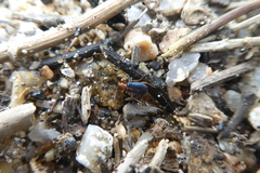 Brachinus sclopeta