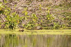 Trachemys grayi grayi