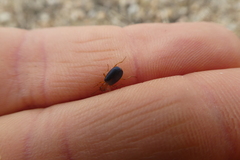 Brachinus sclopeta