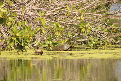 Trachemys grayi grayi