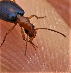 Brachinus sclopeta