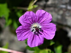 Geranium nodosum