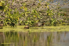 Trachemys grayi grayi