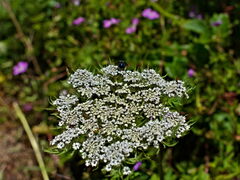 Ligusticopsis wallichiana