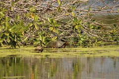 Trachemys grayi grayi