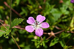 Geranium collinum