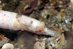 Festucalex kulbickii