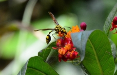 Phimenes flavopictus