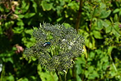 Peucedanum ostruthium