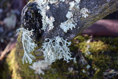 Evernia prunastri