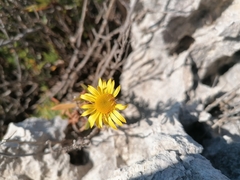 Limbarda crithmoides