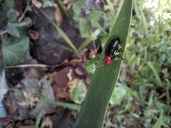 Cacoscelis nigripennis