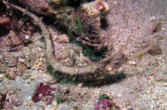 Halicampus macrorhynchus