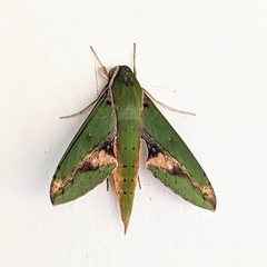 Xylophanes chiron