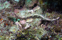 Halicampus macrorhynchus