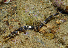 Halicampus macrorhynchus