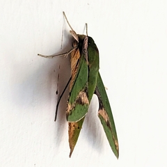 Xylophanes chiron