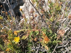 Limbarda crithmoides