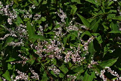 Koenigia polystachya