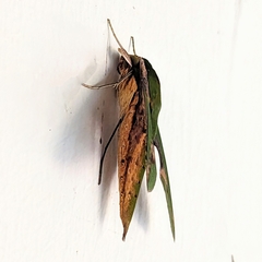 Xylophanes chiron