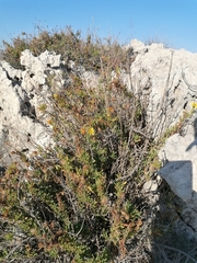 Limbarda crithmoides