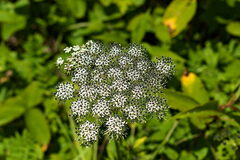 Ligusticopsis wallichiana