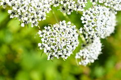 Ligusticopsis wallichiana