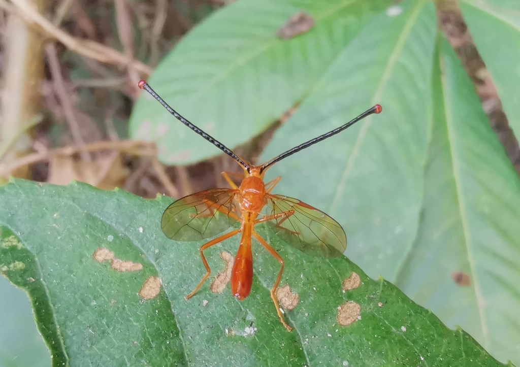 Pelmatops tangliangi