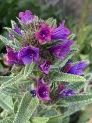 Echium creticum coincyanum