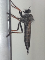 Neomochtherus geniculatus