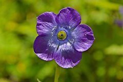 Asystasia gangetica