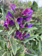 Echium creticum coincyanum