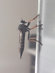 Neomochtherus geniculatus