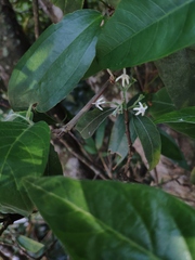 Tarenna mollissima