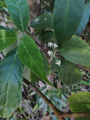 Tarenna mollissima