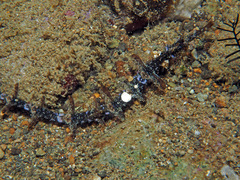 Halicampus macrorhynchus