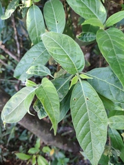 Tarenna mollissima