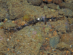 Halicampus macrorhynchus