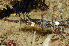 Halicampus macrorhynchus