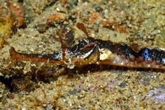 Halicampus macrorhynchus