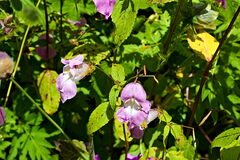 Impatiens sulcata