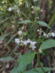 Oldenlandia mellii