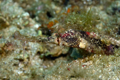 Halicampus macrorhynchus