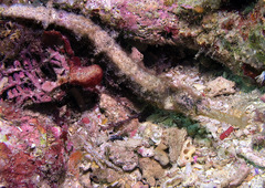 Halicampus macrorhynchus